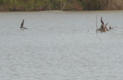 108county.cormorantsssssssssss.JPG