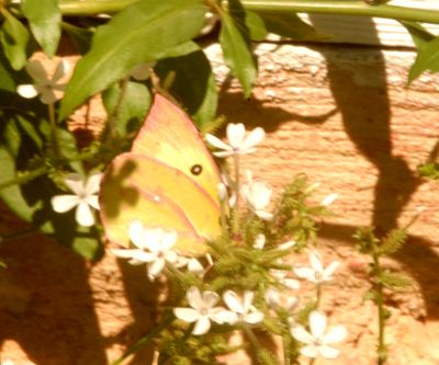 111countyperegrine.butterfly.JPG