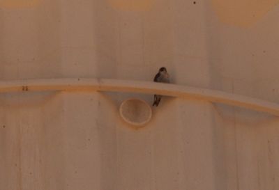 111countyperegrine.aaaaaaaaa.JPG
