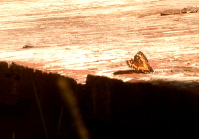 113countyredadmiral.JPG