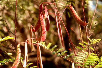 112county.redplant.JPG