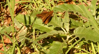 112countycloudedskipper.JPG