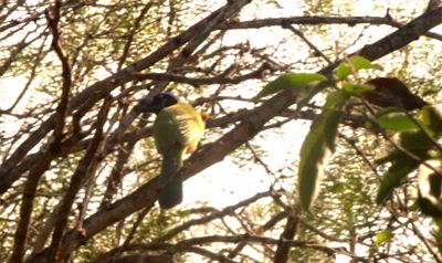 114Countygreenjay.JPG