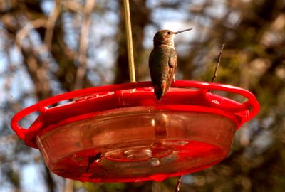 114Countyrufous444444444444.JPG
