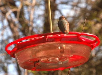114Countyrufous.JPG