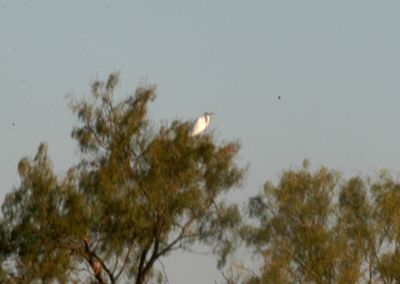 114Countygreategret.JPG