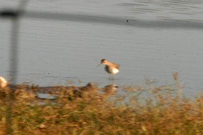 114Countysolitarysandpiper.JPG