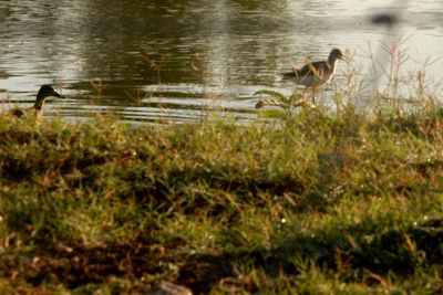 114Countyperasallpoindbirds.JPG