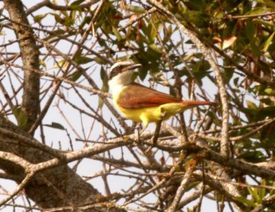 115countygreatkiskadee6666666666.JPG