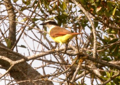 115countygreatkiskadee333333333.JPG