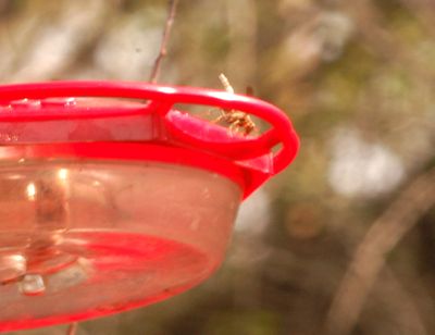 115countyrufous.JPG