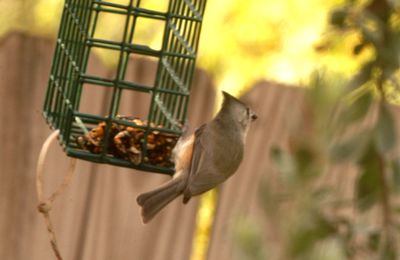 115countyblackcrestedtitmouse.JPG