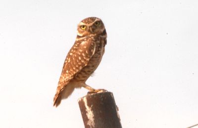 115countyburrowingowl88888888zzzzzzzzz.JPG