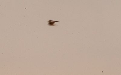 115countyamericankestrel.JPG