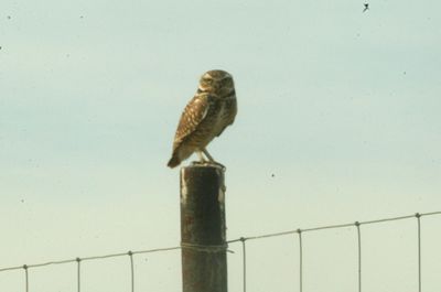 115countyburrowingowl666666666.JPG