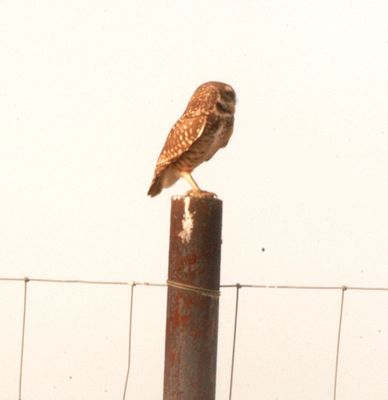 115countyburrowingowl222222222.JPG