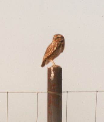 115countyburrowingowl444444444.JPG
