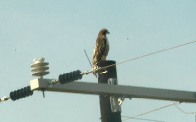 115countywhitetailhawk222222.JPG