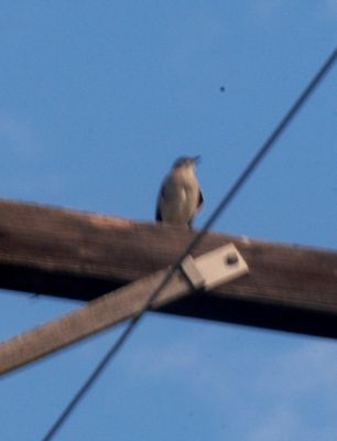 117countybird.JPG