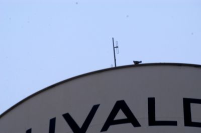 116county.peregrine8888888.JPG