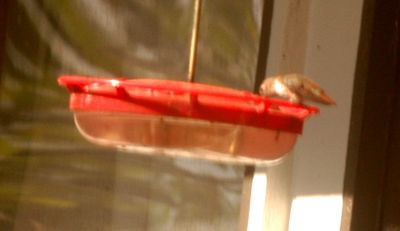 1113countyrufous.JPG