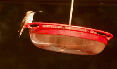 1116countyrufous99999999.JPG