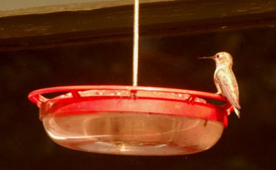 1116countyhummer2222222222.JPG