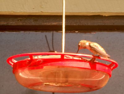 1117countyrufous888888888.JPG