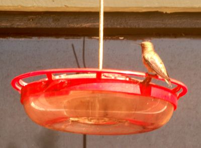 1117countyrufous77777777.JPG