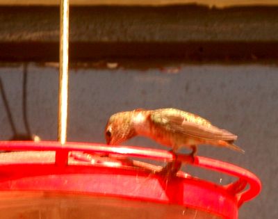 1117countyrufous66666666.JPG