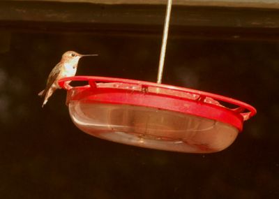 1116countyrufous888888888.JPG