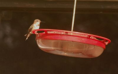 1116countyrufous7777777777777.JPG