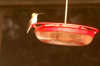 1116countyrufous55555555.JPG