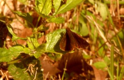 1116countycloudedskipper.JPG