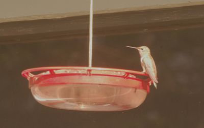 1116countyhummer333333333.JPG
