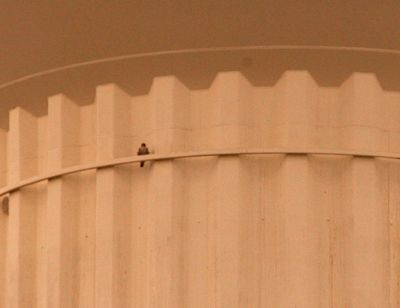 1123countyperegrine888888888.JPG