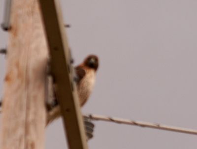 1123countyredtail.JPG