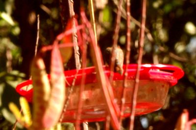 1121county.rufous.JPG