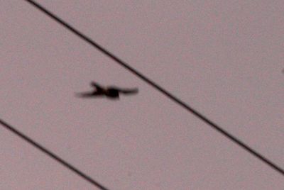 1126countyperegrineFortInge222222222.JPG