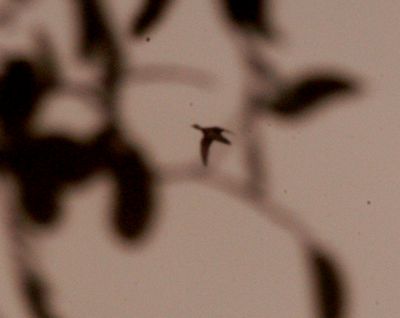 1126countywoodduck.JPG