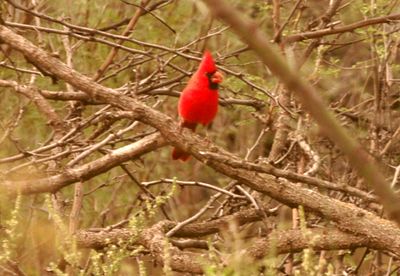 1126countycardinal.JPG