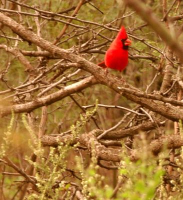 1126countynortherncardinalmale.JPG