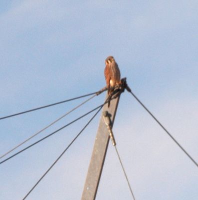 123countykestrel6666666666.JPG