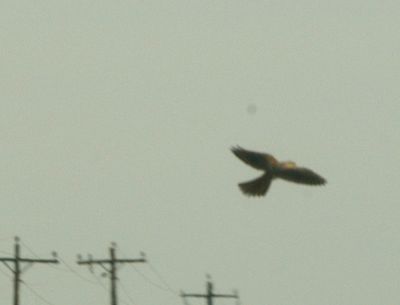 123countymerlin55555555.JPG