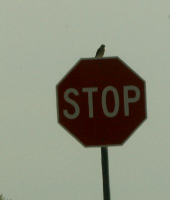 123countymerlin22222222.JPG