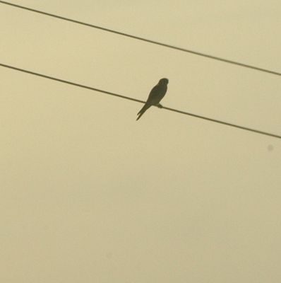 123countymerlin1111111111.JPG