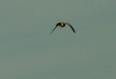 123countykistrel22222222222.JPG
