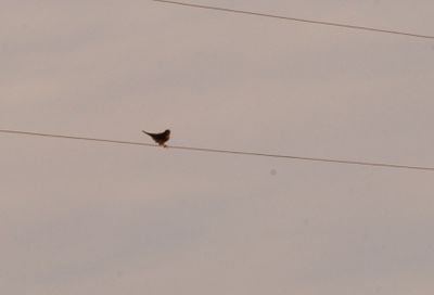123countybird.JPG