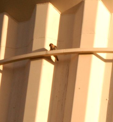 1231County.peregrine1111111111.JPG