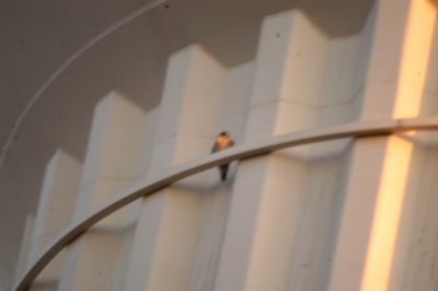 1231Countyperegrine.JPG